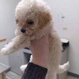 Poodle Puppies from Bloomingdale Toy Poodles