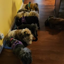 Shih Tzus from ROSE LANE SHIH TZUS