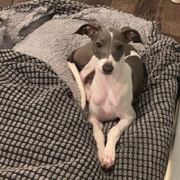 Lacey - White and blue female Italian Greyhound puppy in Grand Rapids, Michigan from Candace Morris