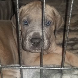 Great Dane Puppies from Big Friendly Great Danes