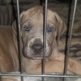 Great Dane Puppies from Big Friendly Great Danes