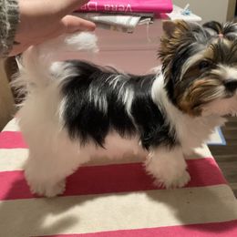 Biewer Terrier Puppies from Petit Bijou
