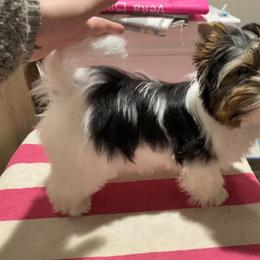 Biewer Terrier Puppies from Petit Bijou