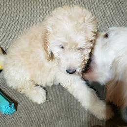 Goldendoodle Puppies from Toneytails Doodles