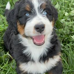April - female Australian Mountain Doodle puppy in Cortez, Colorado from Sassy Pants Pups