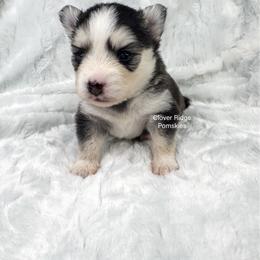 Finley - Black and white female Pomsky puppy in Sheffield, Iowa from Clover Ridge Pomskies
