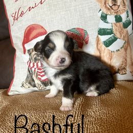 Bashful - Black Miniature Australian Shepherd puppy in Boyd, Texas from Deep Creek Mini Aussies