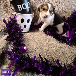 Girl C - Black tan and white female Beagle puppy in Laton, California from McMillan Family Kennels