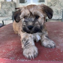 Companion Cross Puppies from V & V Kennels