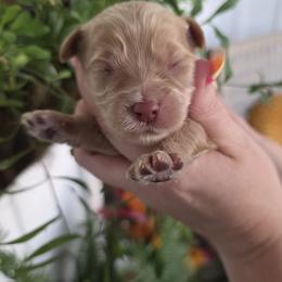 Amber - Apricot female Goldendoodle puppy in Decatur, Tennessee from Diamond's Doodles