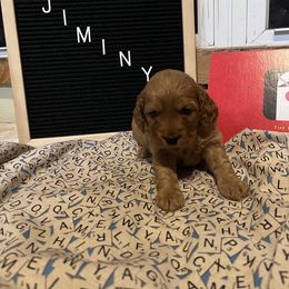 Cockapoo Puppies from Country J Canines