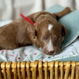 Red - Red  male Goldendoodle puppy in Hesperia, Michigan from Red Acres Poodles & Doodles