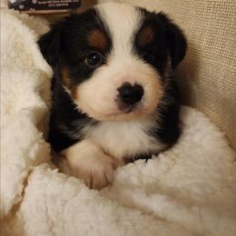 Oreo - Black tri male Toy Australian Shepherd puppy in Logansport, Indiana from Sandy Hill Farm Aussies, LLC