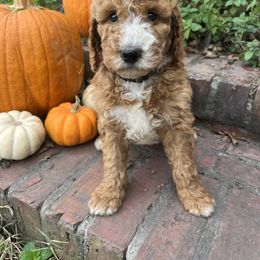 Poodle Puppies from Leaning T Ranch