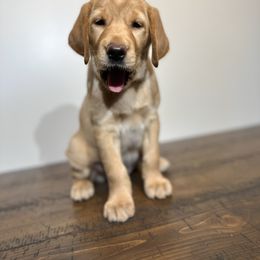 German Shorthaired Pointer, Labrador Retriever, and Working Cross Puppies from Upland Valley Kennels