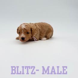 Blitz - Apricot male Aussiedoodle puppy in West Monroe, Louisiana from Diamond M Poodles and Doodles