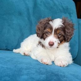 Moon (green) - Red tri-color female Aussiedoodle puppy in Watertown, Wisconsin from Little Bear Paws Aussiedoodles