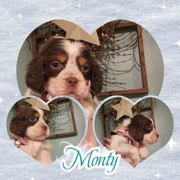 Jingle - Liver white and tan male English Springer Spaniel puppy in Westover, Maryland from Sterling's springer Haven