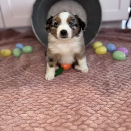 Miniature Australian Shepherd Puppies from Spruce It Up
