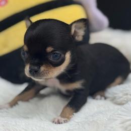 Petra - Black and tan female Chihuahua puppy in Lee Center, New York from Alfheim-Andromeda Chihuahua's (A &A's)