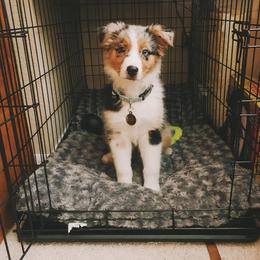 Australian Shepherd and Catahoula Leopard Dog Puppies from Forte Australian Shepherds & Co.