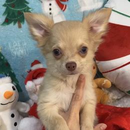 Remi - Merle male Chihuahua puppy in Hillsboro, Texas from Pikanoo Pups