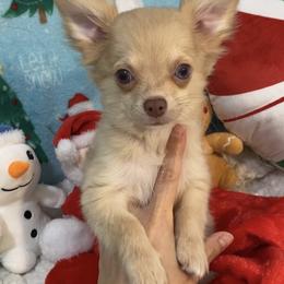 Remi - Merle male Chihuahua puppy in Hillsboro, Texas from Pikanoo Pups