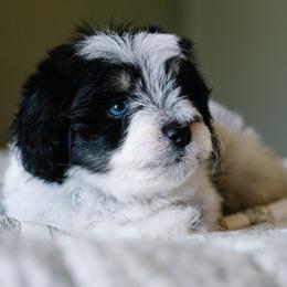 Bordreaux - Parti male Schnoodle puppy in Grove, Oklahoma from Grand Lake Poodles & Doodles