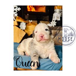 Queen - Merle female Bernedoodle puppy in Belleville, Michigan from Moose Tracks Bernedoodles