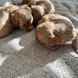 Cavalier King Charles Spaniel and Cavapoo Puppies from Primrose Pups