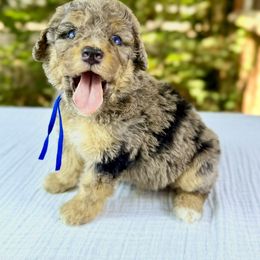 Bernedoodle and Poodle Puppies from Plum Valley Pups