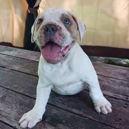 Dotty - Fawn and white female Olde English Bulldogge puppy in Portage, Pennsylvania from Blue Knob OEB's