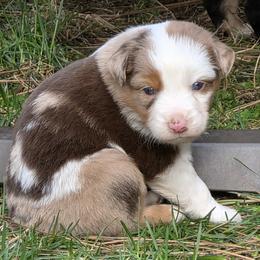 Maverick - Red merle male Miniature Australian Shepherd puppy in Spirit Lake, Idaho from Gemstone Ridge Mini Aussies