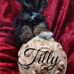 Tilly - Black female Schnoodle puppy in Kentucky from Mrs Bs Teeny Schnauzers & Doodles