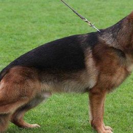 German Shepherds from Blauen Bergen