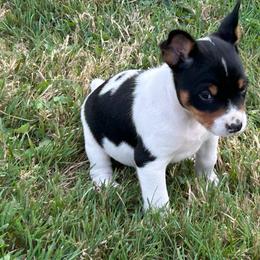 Spark - Black white and tan male Rat Terrier puppy in Canandaguia, New York from Mary ann Whipple's Old Dominion Terriers
