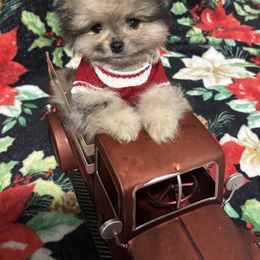 -----HOLIDAY PRICING: Draco will be ready before Christmas (December sixth) - Blue merle male Pomeranian puppy in New Tazewell, Tennessee from Pom Pom Pomskies and Pomeranians-TN