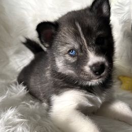 Siberian Husky Puppies from OAZS Pups