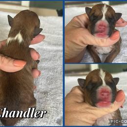 Chandler - Red male American Staffordshire Terrier puppy in Marietta, Georgia from Ambition Amstaffs