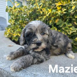 Mazie - Merle female Bernedoodle puppy in Blackfoot, Idaho from Draper Mountain Doodles