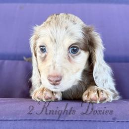Jackson🩵 - Dapple male Dachshund puppy in New Braunfels, Texas from 2 Knights Doxies