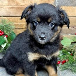 Hayride - Black tri female Toy Australian Shepherd puppy in Mc Lean, Illinois from Kickapoo Creek Toy & Mini Aussies