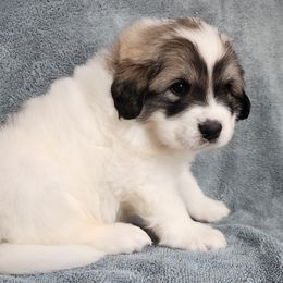 Ismat - Great Pyrenees puppy from Flewelling Great Pyrenees