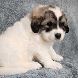 Ismat - Great Pyrenees puppy from Flewelling Great Pyrenees