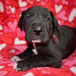 Jameson - Black and white male Great Dane puppy in Chapmansboro, Tennessee from Balthrop Bend Farms