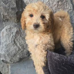 Layla - Red female Bernedoodle puppy in Blackfoot, Idaho from Draper Mountain Doodles