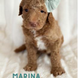 Marina - Cream female Goldendoodle puppy in Escalon, California from Miley&Co.
