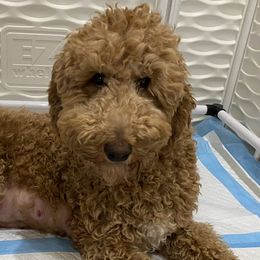 Goldie - Goldendoodle