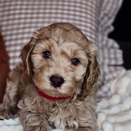 Waylon - Cream male Australian Labradoodle puppy in Connersville, Indiana from Dessie's Doodles