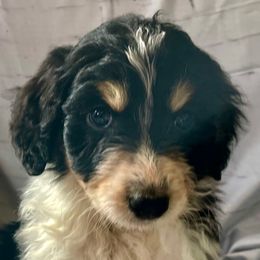 2 - Black tri-color female Aussiedoodle puppy in Tenino, Washington from Silvercreek Aussies and doodles